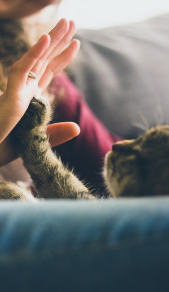 kitty high five